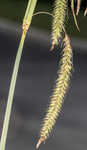 Great smokey mountain sedge